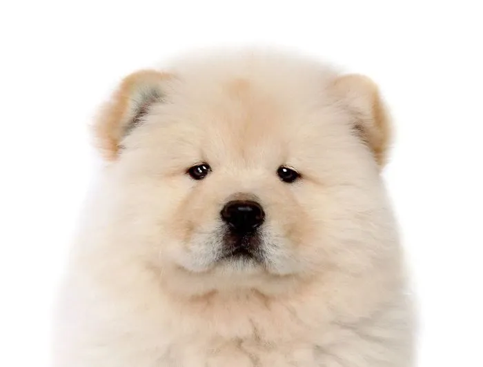 Chow Chow