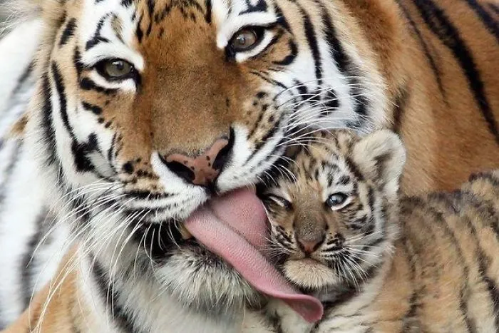 Tigress Ane Baby