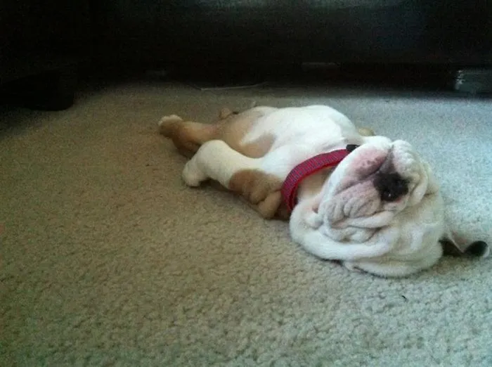 Pup Dreams
