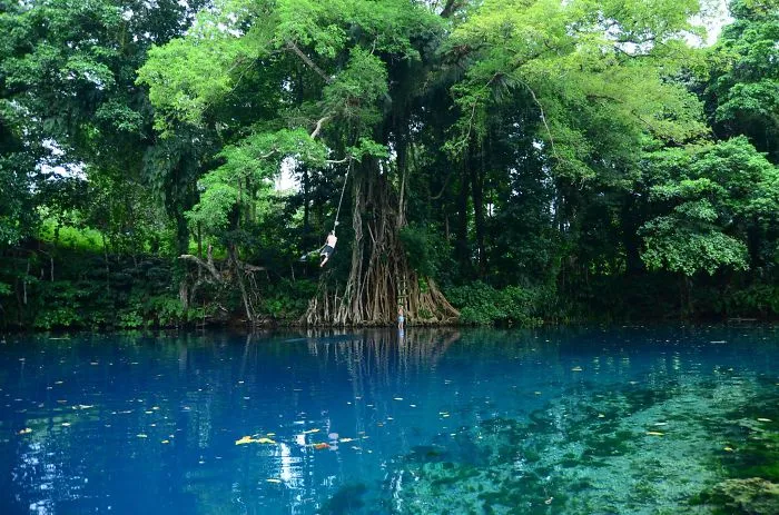 Vanuatu, Matevulu Blue Hole, Espiritu Santo Island  (It's Me On The Rope Swing)