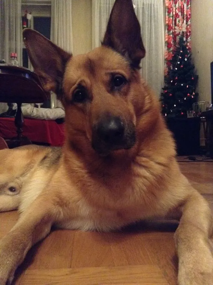 German Shepherd &amp; Husky