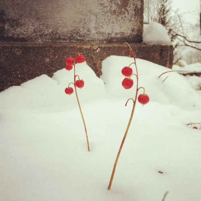 Cemetery
