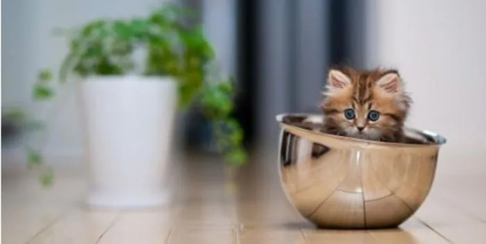 Super Cute Kitty