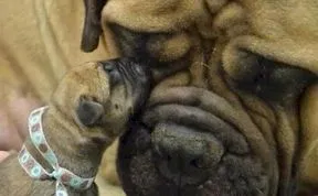 Post The Cutest Animal Parenting Moments Ever