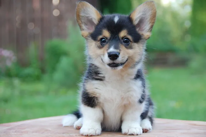 Kennel Altneu (c) - Welsh Corgi Pembroke