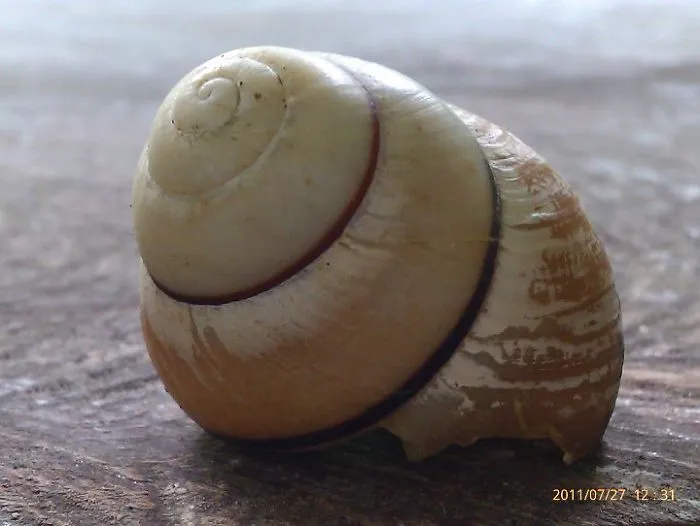 Cracked Shell