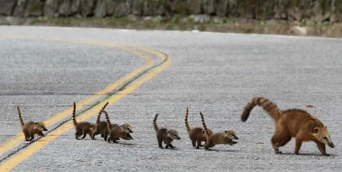 Nose Bear Mini Parade