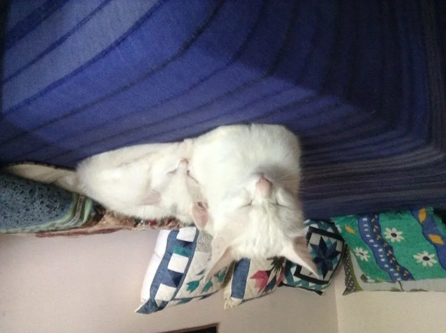 Sleepy Cats