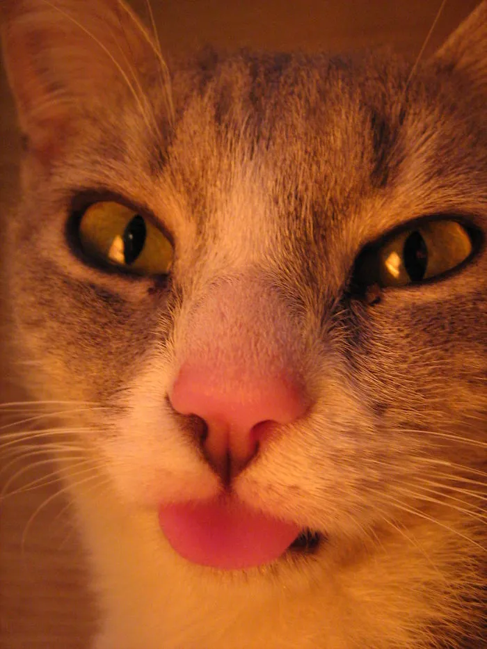 Fera