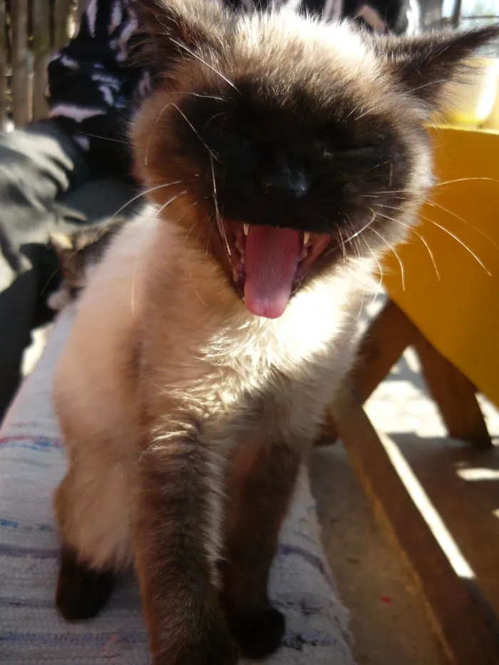 Marcel