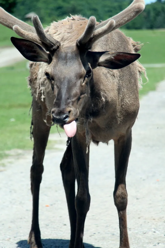 Moose