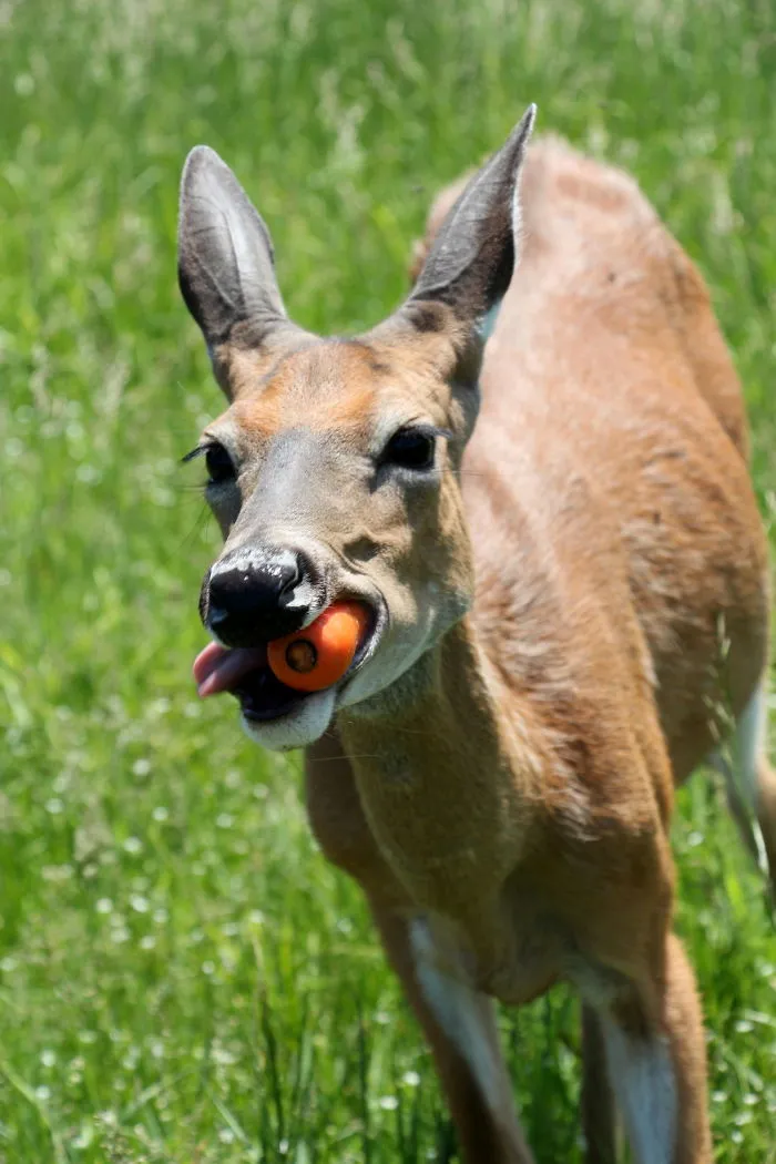 Deer