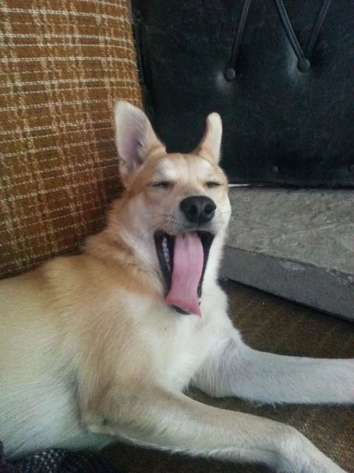 My Dog Bolt