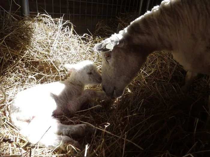 Mama Lamb And Baby.