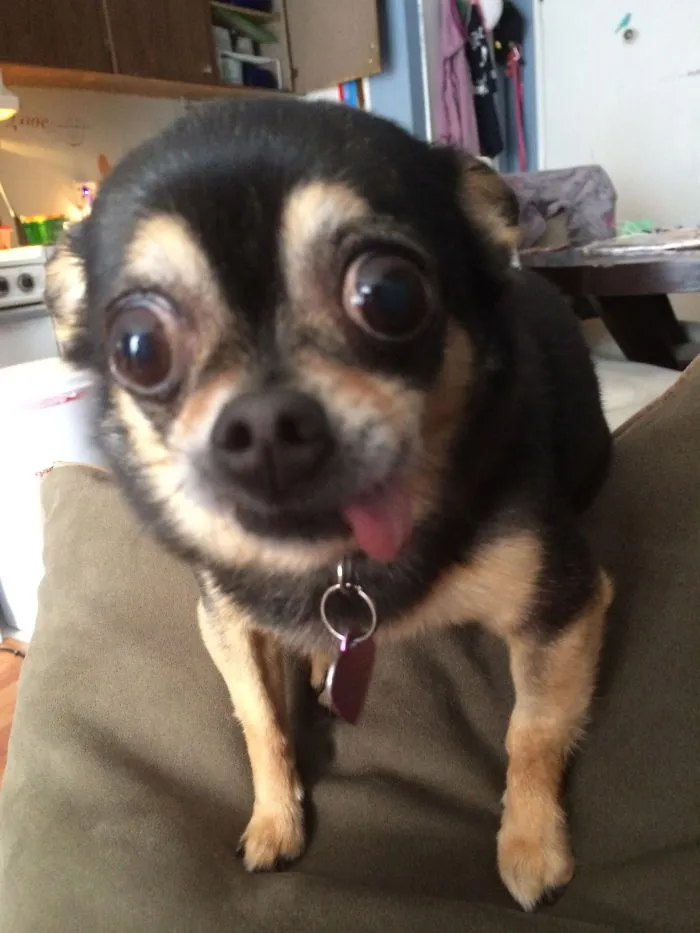 Harley!