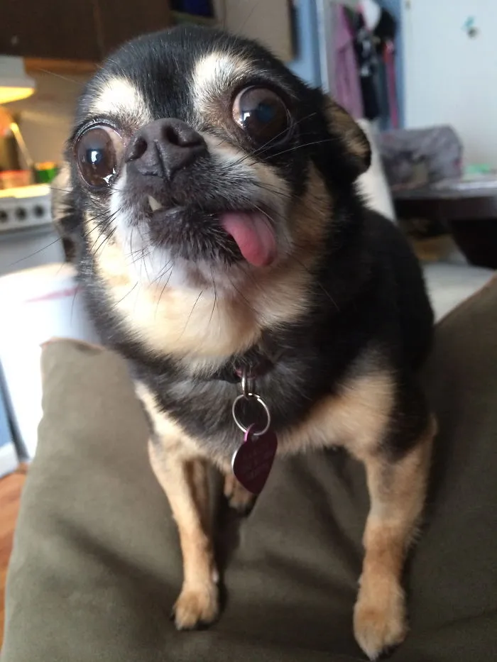 Harley2!