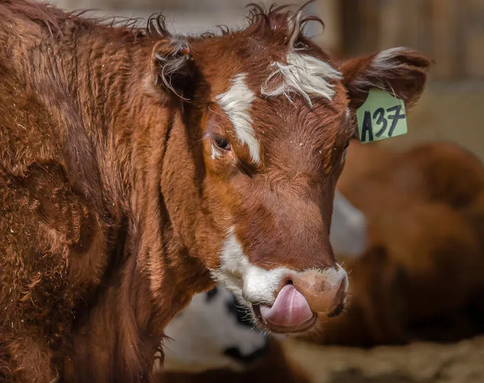 Cow-lick
