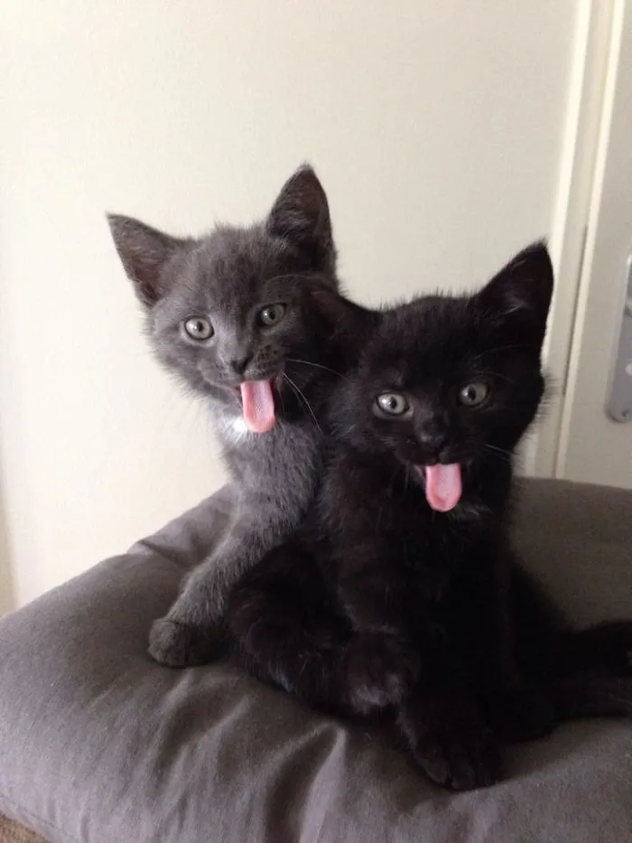 Kittens