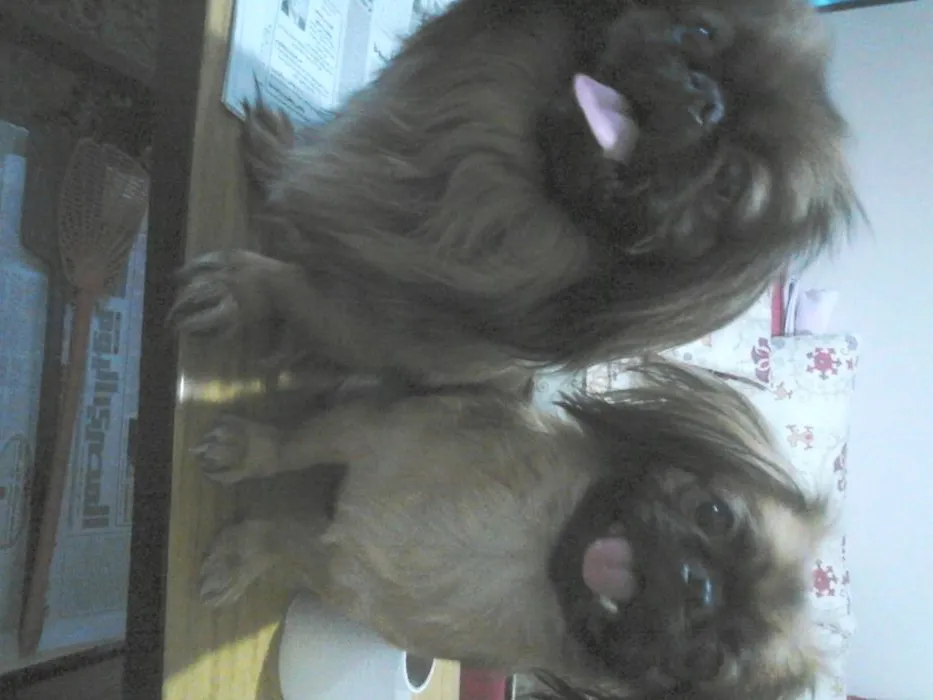 My Babies