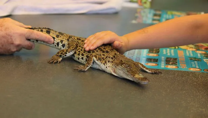Baby Croc