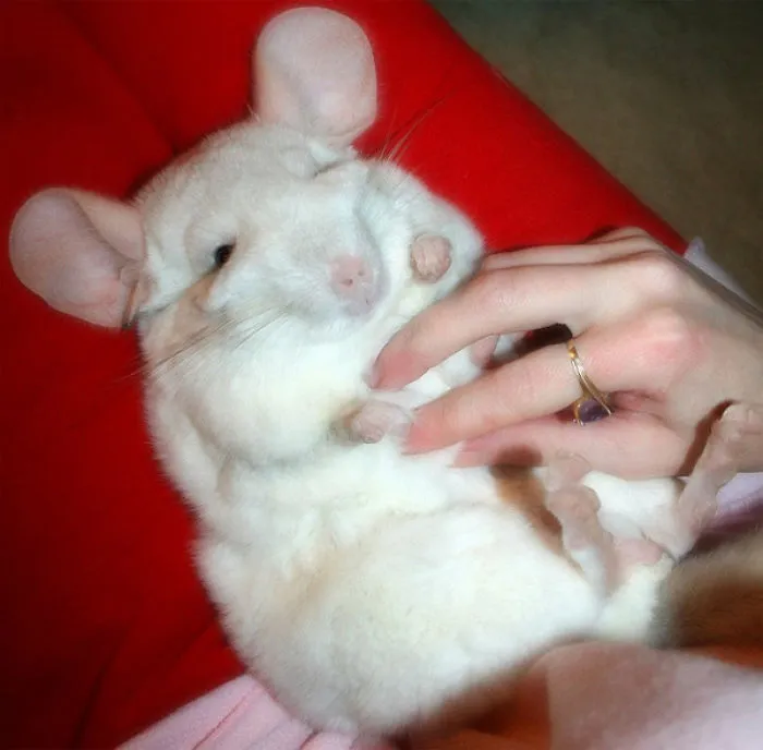 Fluffy Chinchilla