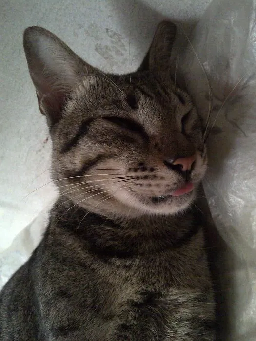 Modus ~ Our Family's Cat