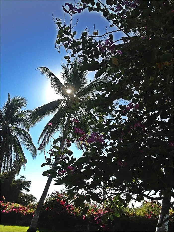 Palmtree