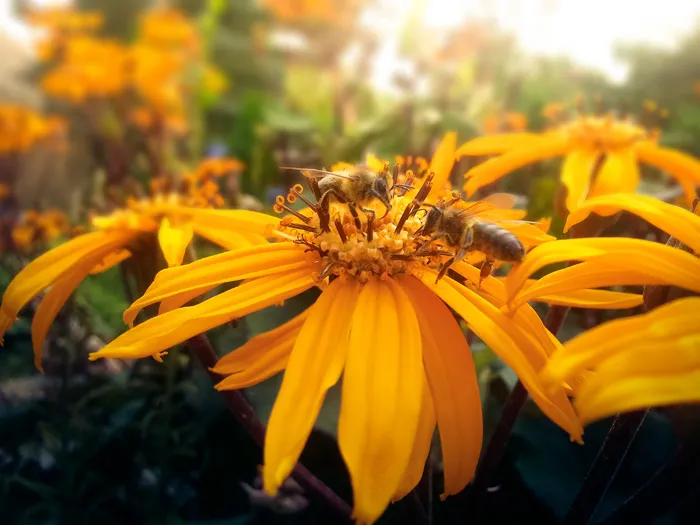 Two Bees Stealing Honey (Note 2)