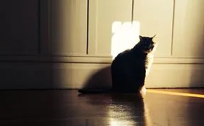 Share Your Best Smartphone Photography
