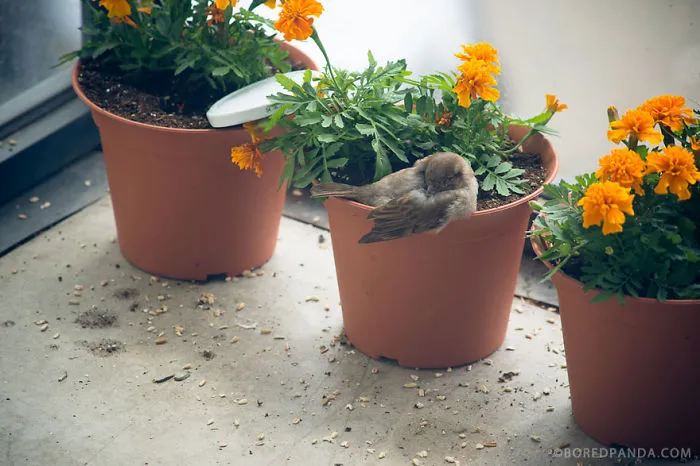 Sleeping Sparrow In My Balconie