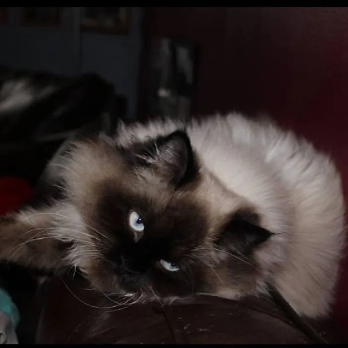 Bear, One Year Old Himmy!
