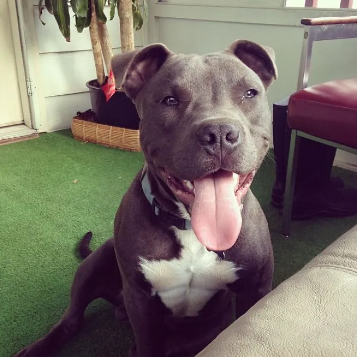 Poseidon, My Water Lovin' Pitty Bull.