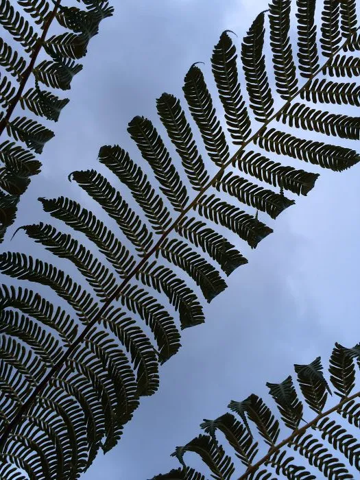 Ferns Sky