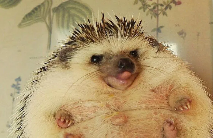 Marutaro