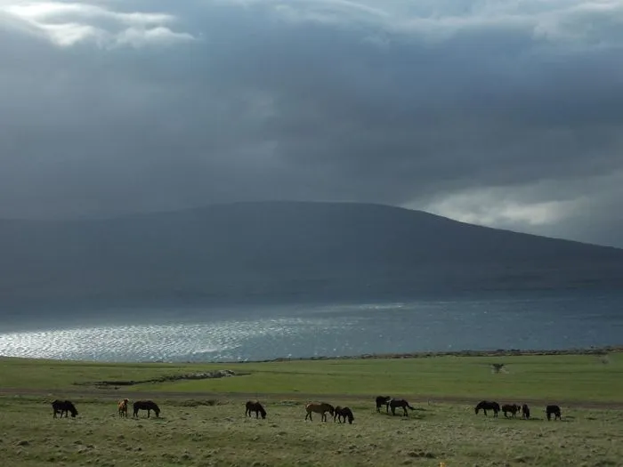 Horses