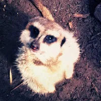 Happy Panda