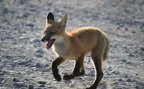 Kit On The Run