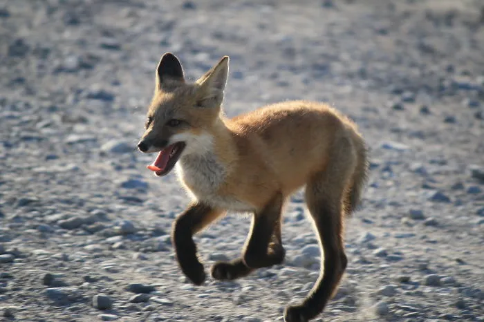 Kit On The Run