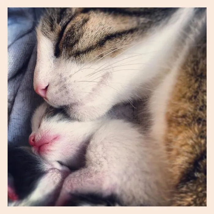 Cat Love