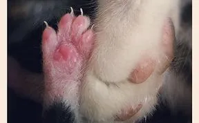 Post The Cutest Animal Parenting Moments Ever