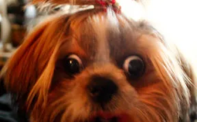 A Selection Of Cute Pictures Of Puppies That Might Melt Your Heart