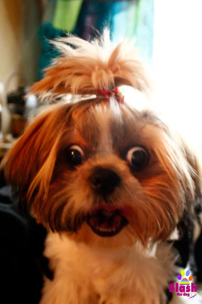 Slash The Dog - Hairstyled By His Daddy... Of Course In A "strong And Manly" Fashion :d
