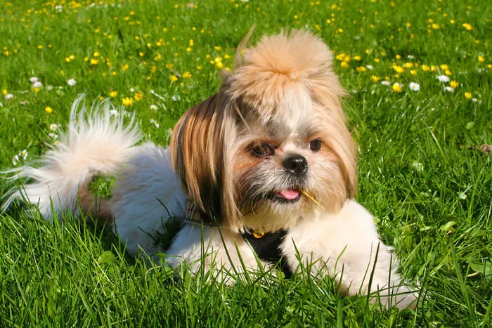 Slash The Dog Just Being Sooooo Cute!!! :d