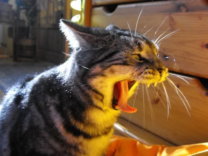 Yawn