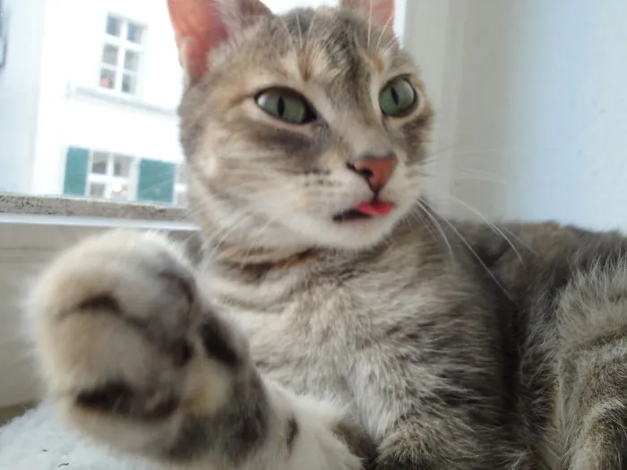Lilli
