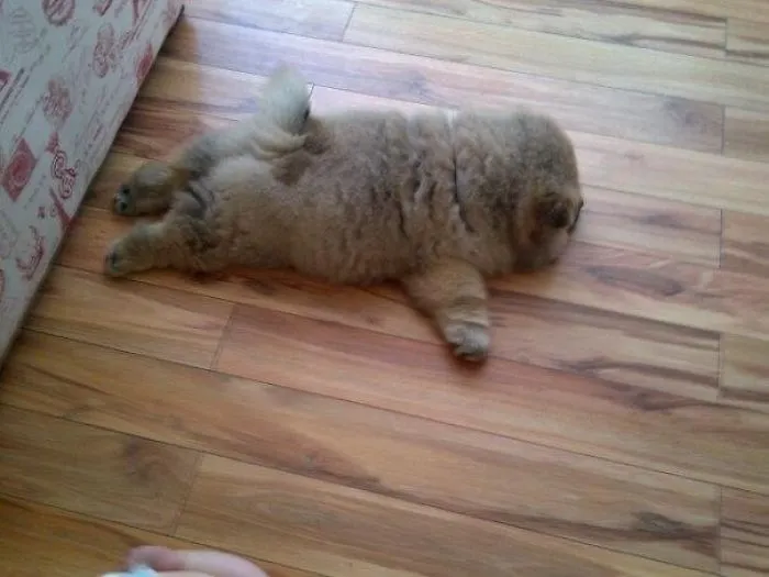 Airplane Puppy