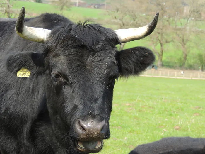 A Cow