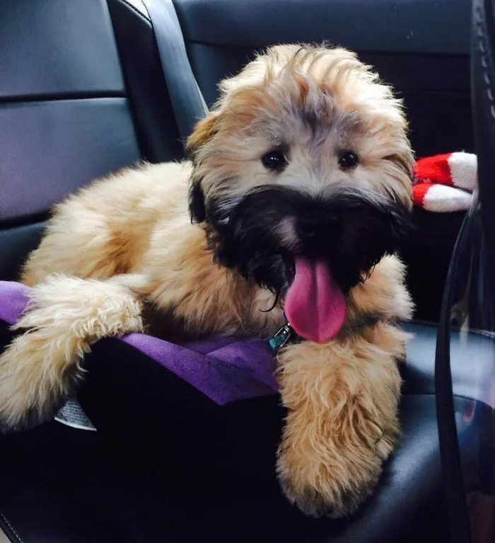 Riufus The Irish Wheaten Terrier