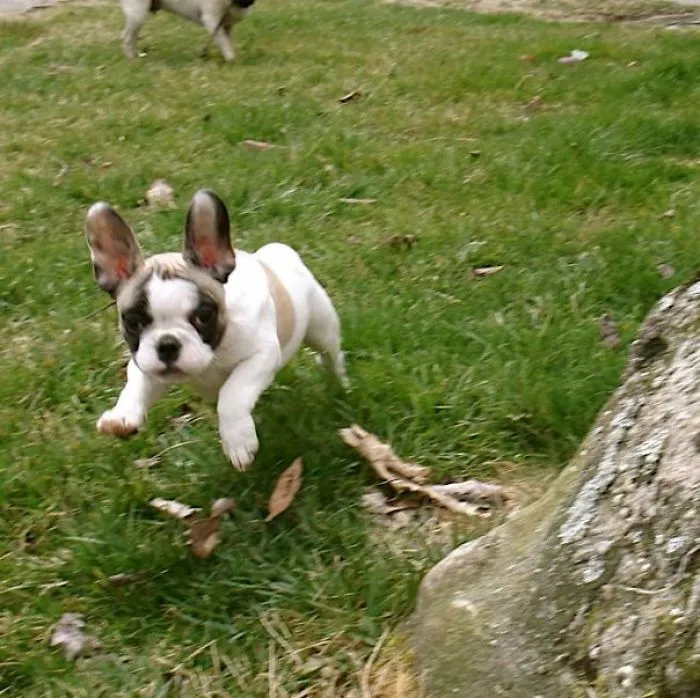 Poppy.  Aka The Flying Nun.