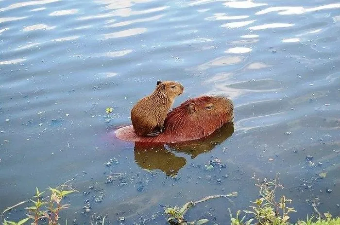 Capybara